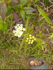 Asclepias nivea