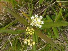 Asclepias nivea
