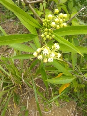 Asclepias nivea