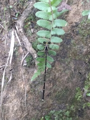 Hypolestes hatuey