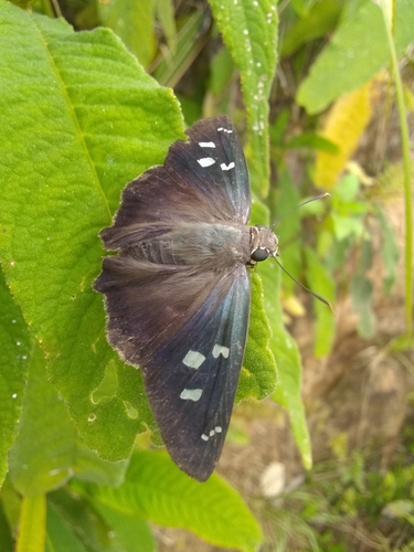 Polygonus leo savigny (Latreille, 1824)