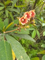 Rhytidophyllum bicolor