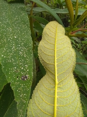 Rhytidophyllum bicolor