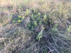 Senecio serratuloides