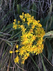 Senecio serratuloides