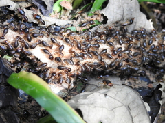 Macrotermes carbonarius