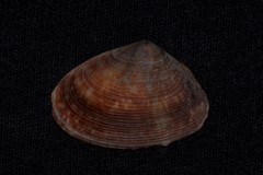 Latona cuneata