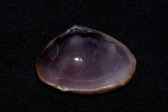 Latona cuneata