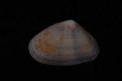 Latona cuneata