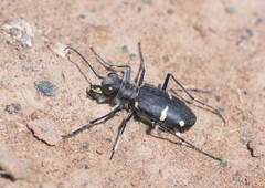Cicindela granulata