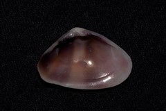 Latona cuneata
