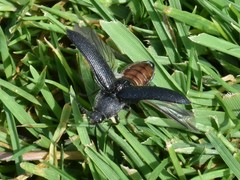 Melanotus punctolineatus