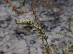 Sclerolaena muricata muricata