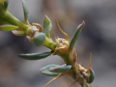 Sclerolaena muricata muricata