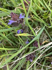 Glechoma hederacea