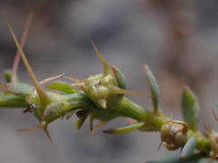 Sclerolaena muricata muricata