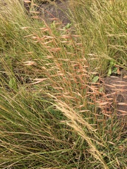 Monocymbium ceresiiforme