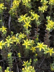 Sedum sasakii