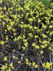 Sedum sasakii