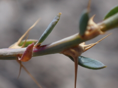 Sclerolaena muricata muricata