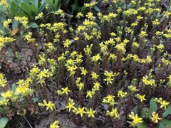 Sedum sasakii