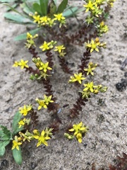 Sedum sasakii