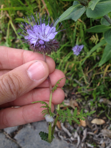 Phacelia tanacetifolia — photo 3