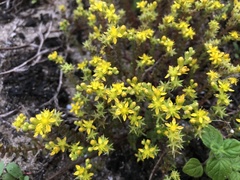 Sedum sasakii