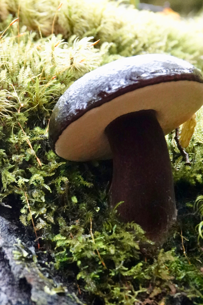 Dark Velvet Bolete from Lewis Pass, New Zealand on April 25, 2021 at 12 ...