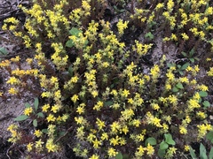 Sedum sasakii