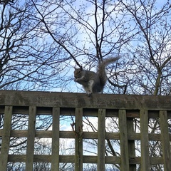 Sciurus carolinensis