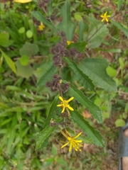 Triumfetta semitriloba