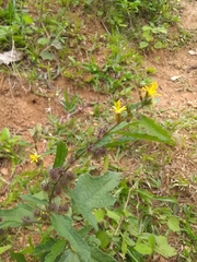 Triumfetta semitriloba