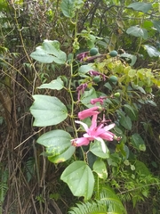Passiflora orbiculata