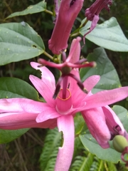 Passiflora orbiculata