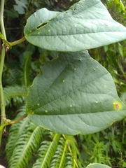 Passiflora orbiculata