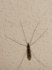 Tipula rufina