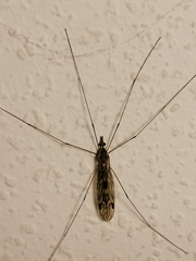 Tipula rufina