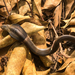 Brown Banded Cobra - Photo (c) guliwu_island, some rights reserved (CC BY-NC), uploaded by guliwu_island