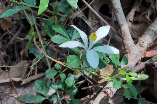 Image of Naregamia alata by (c) OnePlanet, some rights reserved (CC BY)