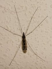Tipula rufina