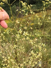 Alepidea amatymbica