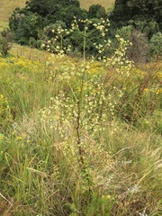 Alepidea amatymbica