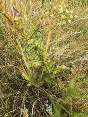 Alepidea amatymbica