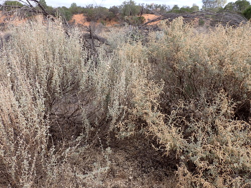 Image of Atriplex stipitata by (c) Nina Kerr, some rights reserved (CC BY)