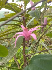 Passiflora orbiculata