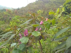 Passiflora orbiculata