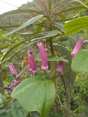 Passiflora orbiculata