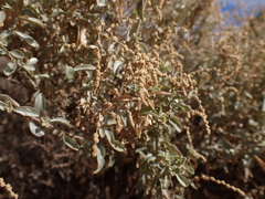 Atriplex stipitata