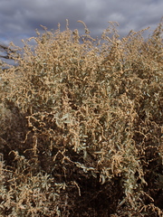 Atriplex stipitata